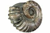 Purple Iridescent Ammonite (Proaustraliceras) Fossil - Russia #228163-2